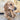 Canine Care Coffee Wood Dog Chew Toy, Canine Care,  Chew Toys,  Pet Essentials Warehouse.