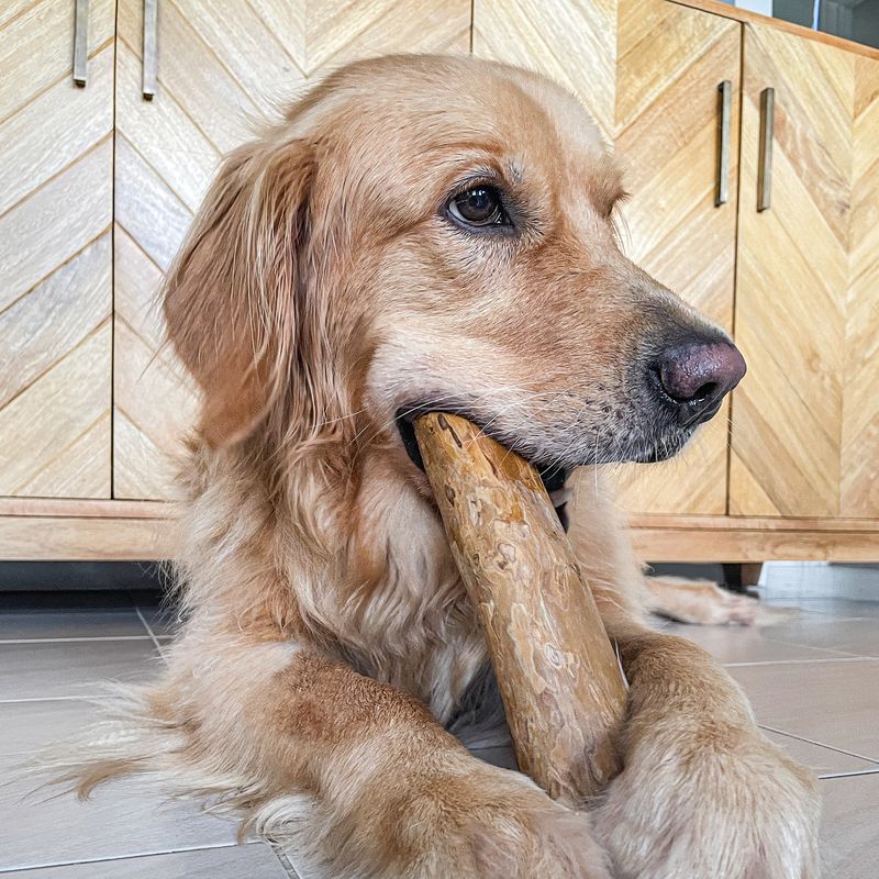 Canine Care Dog Wood Chew Size Guide, Dog Chewing on wood chew, Chews for dogs, Pet Essentials Warehouse