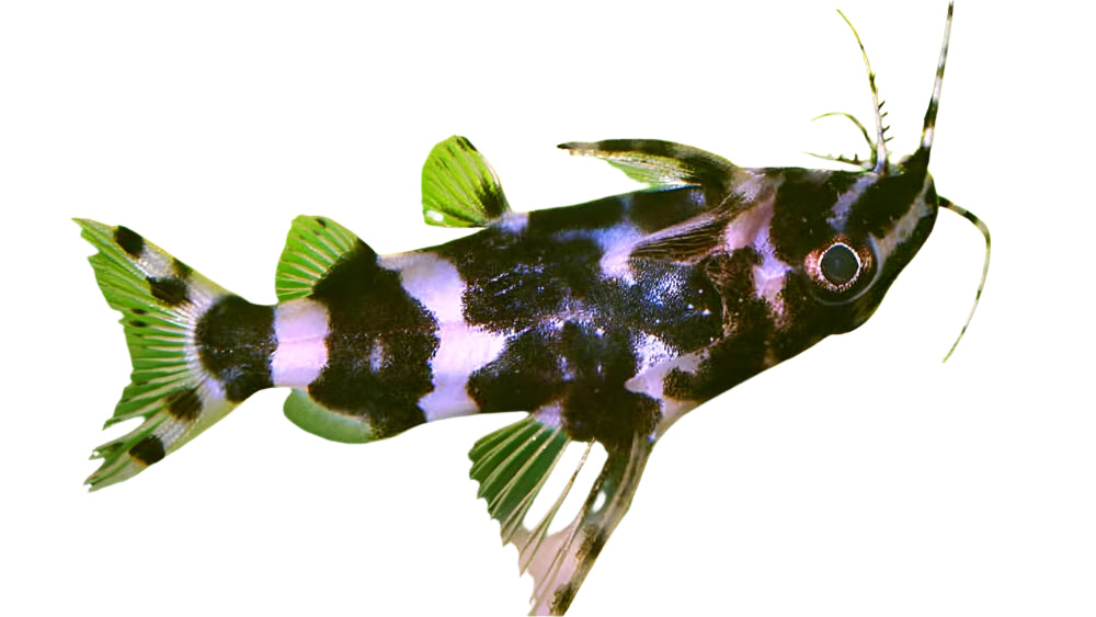 False Upside Down Zebra Catfish, Pet Essentials Warehouse