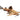 Hara Hara Catfish - Asian Stone Catfish, Live Fish,  Catfish,  Pet Essentials Warehouse.