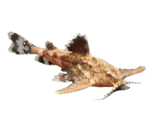 Catfish Hara Hara, Asian Stonefish Catfish, Pet Essentials Warehouse, Pet City