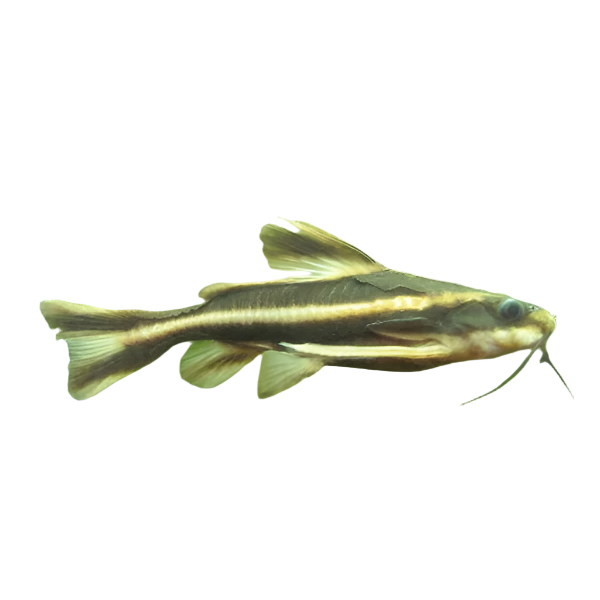 Chocolate Talking Catfish, Pet Essentials Warehouse