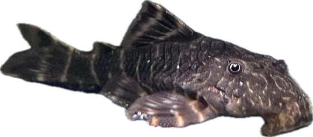 Clown Pleco L104, pet essentials warehouse 