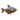 Columbian Tetra, Live Fish,  Tetra,  Pet Essentials Warehouse.