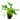 Crypt Walkeri Aquatic Plant, Live Plants,  Crypt,  Pet Essentials Warehouse.