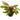 Crypt Plant Live Tropical Plants for Sale, Pet Essentials Warehouse