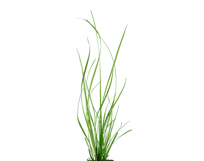 Cyperus Helferi Live Plant, Pet Essentials Warehouse