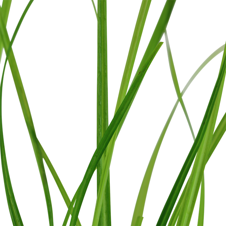 close up Cyperus Helferi Live Plant, leaves, pet essentials warehouse