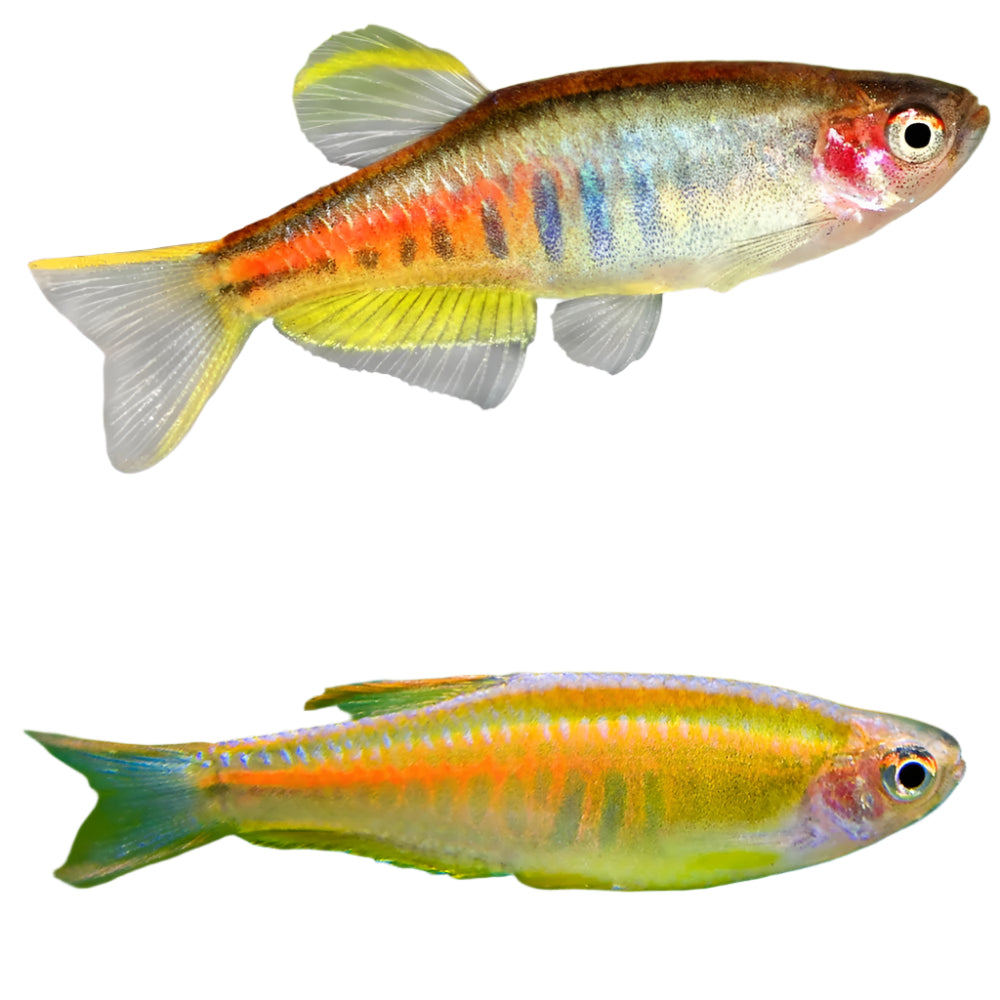 Burmese Glowlight Danio Tropical Fish Sale Pet Essentials burmese-glowlight-danio-tropical-fish-sale-pet-essentials