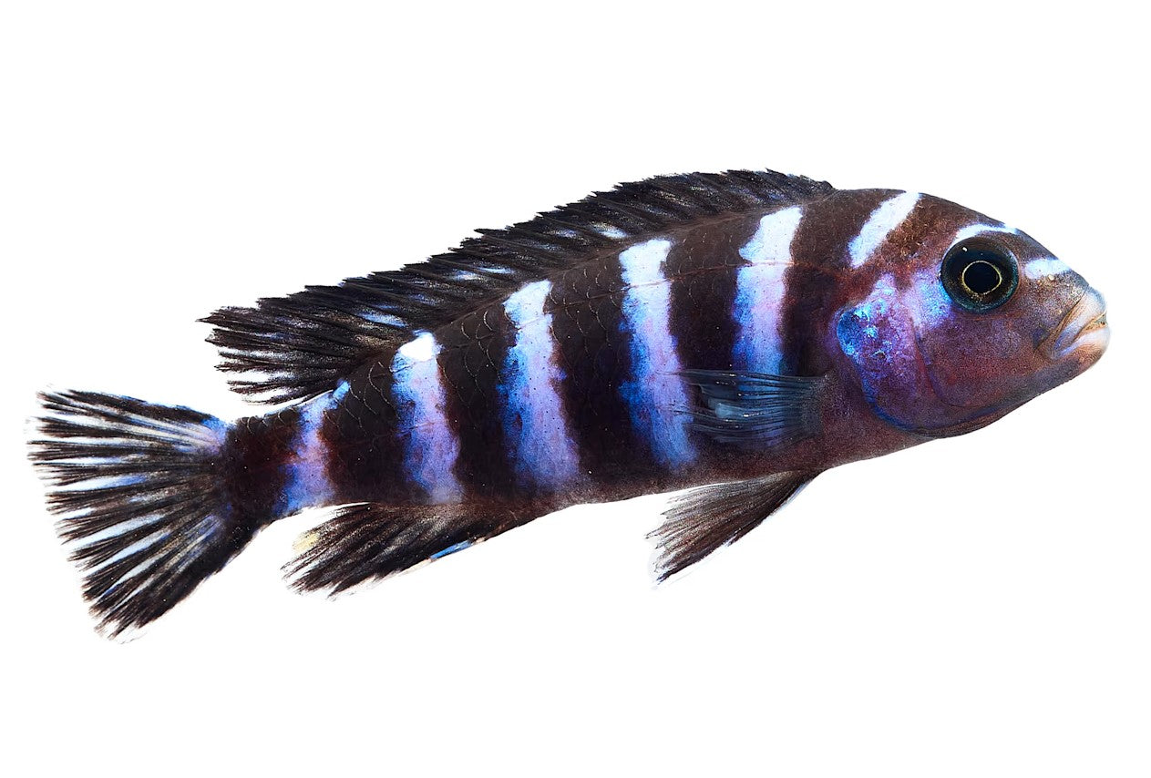 Demasoni Rift Lake Cichlid, Pet Essentials Warehouse, Pet City