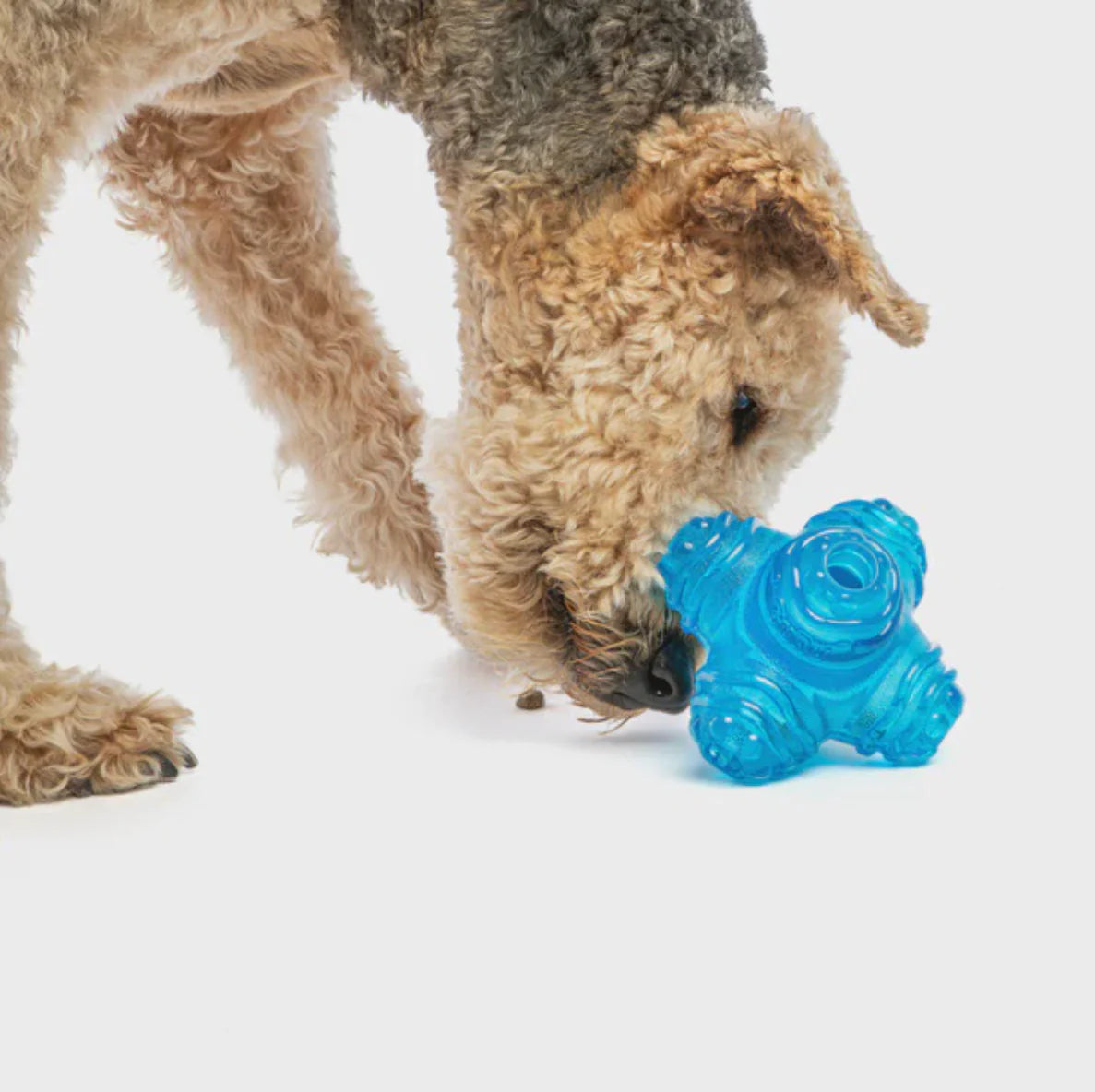 Dog Playing with Guru Puzzle Jack Dog Toy, Enrichment dog toys, Pet Essentials Warehouse