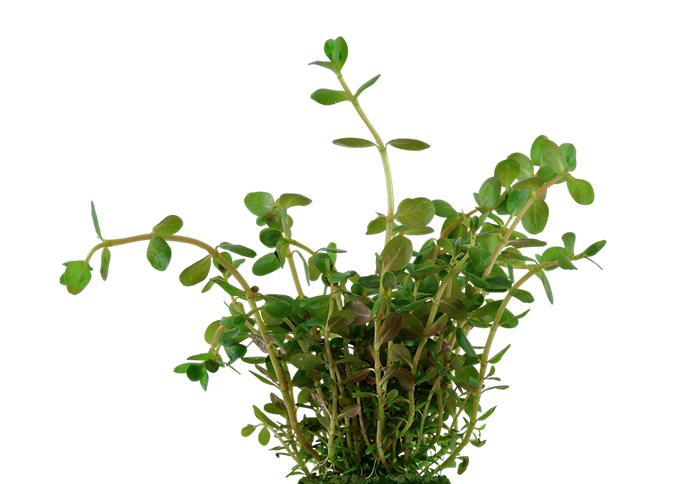 Dwarf Rotala Rotundifolia Indica - Live Aquatic Plants- Pet Essentials