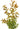 Dwarf Rotala Rotundifolia Indica, Live Plants,  Live Aquatic Plants,  Pet Essentials Warehouse.