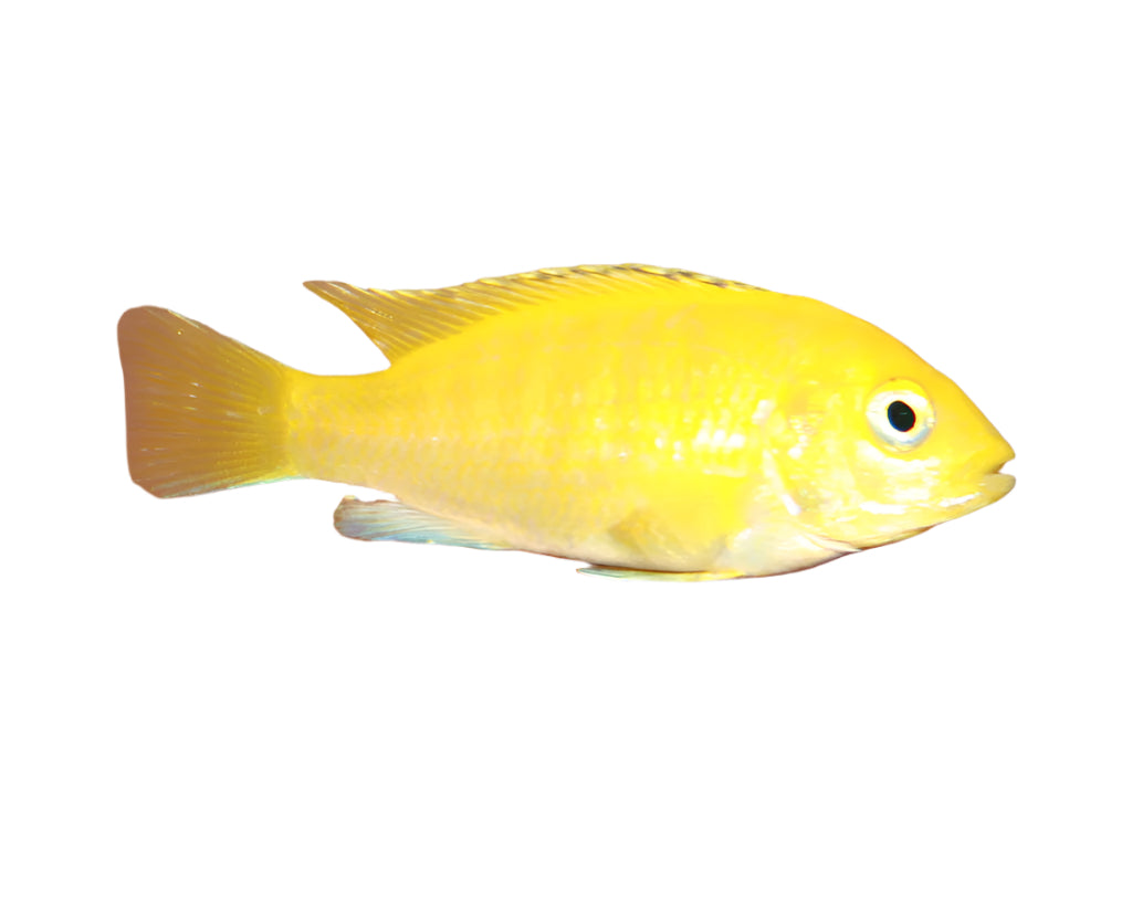 Electric Yellow African Cichlid, Pet Essentials Warehouse, Pet City, African Cichlids