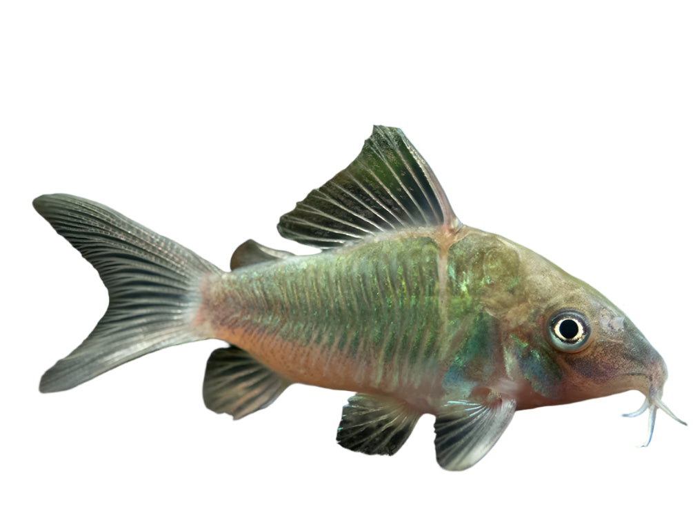 Emerald Green Corydoras, Pet Essentials Warehouse, Pet City