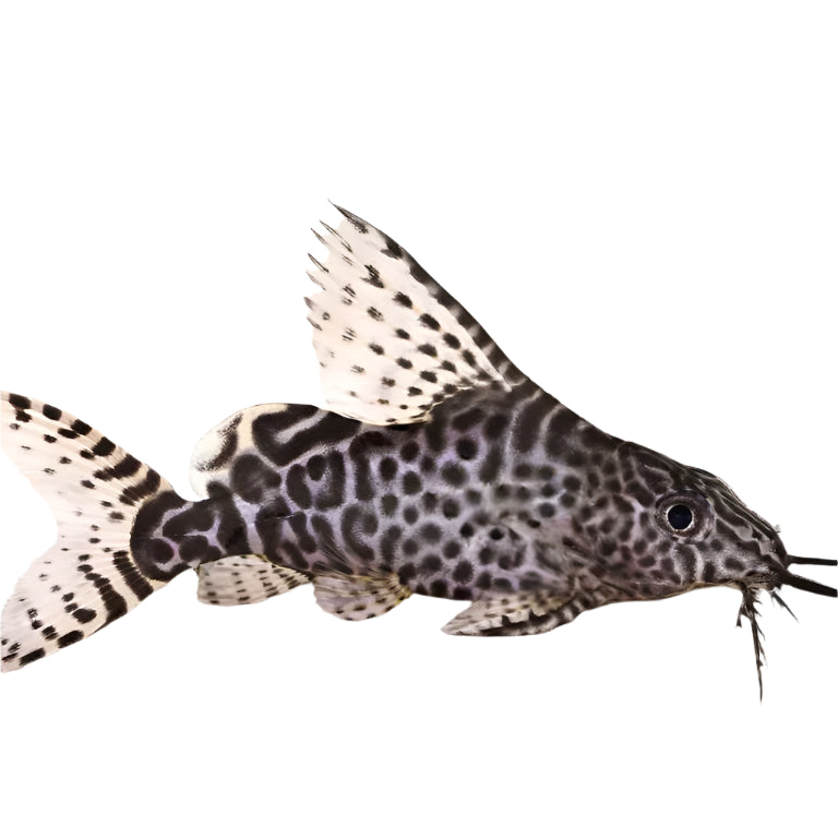 Feather Fin Synodontis Catfish, Pet Essentials Warehouse