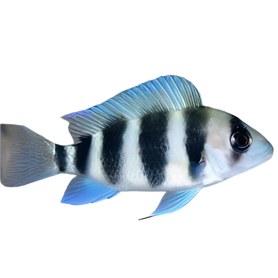 Frontosa African Cichlid baby fish, pet essentials warehouse, pet city