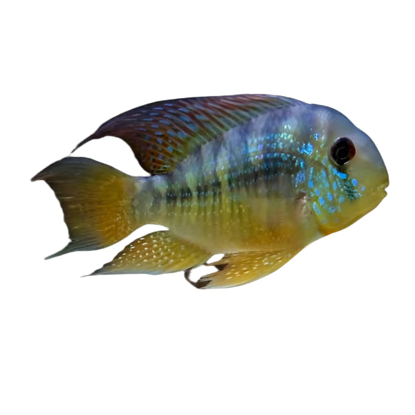 Geophagus Balzanii Earth Eater Adult, Pet Essentials Warehouse