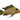 Geophagus Whitespot Eartheater (Leucosticta), Live Fish,  American Cichlid,  Pet Essentials Warehouse.