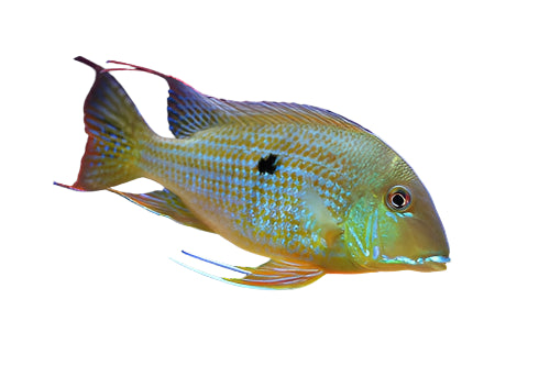 Geophagus Surinamensis Adult, Pet Essentials Warehouse, Pet City
