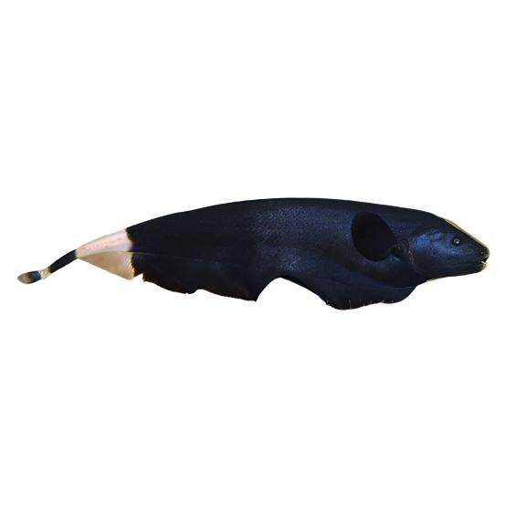 Black Ghost Knife Fish, Live Tropical Fish NZ, Pet Essentials Warehouse