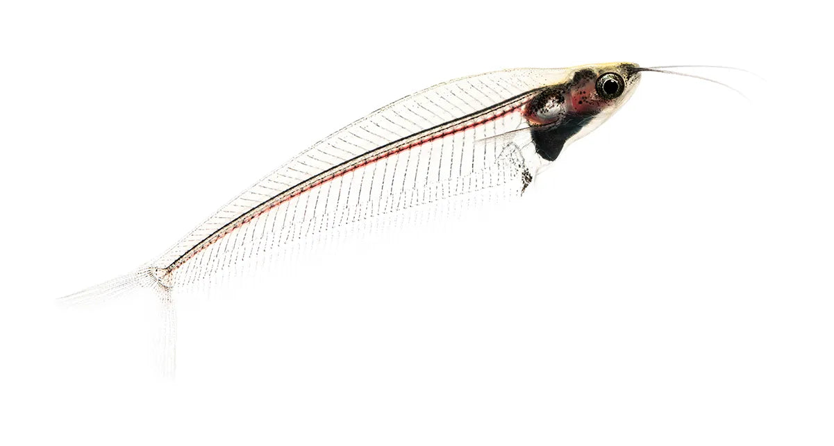 Glass Catfish, Ghost Glass Catfish, Pet Essentials Warehouse 