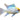Gold Head Platinum Cobalt Blue Ram, Live Fish,  Ram,  Pet Essentials Warehouse.