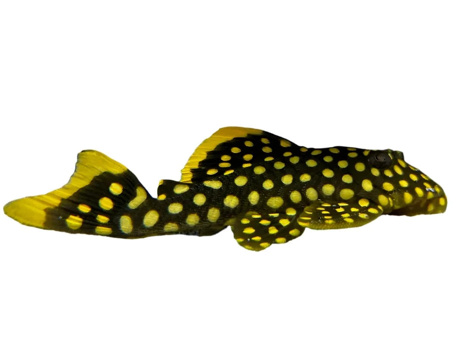 Gold Nugget Pleco, Pleco Catfish sale online, pet essentials warehouse