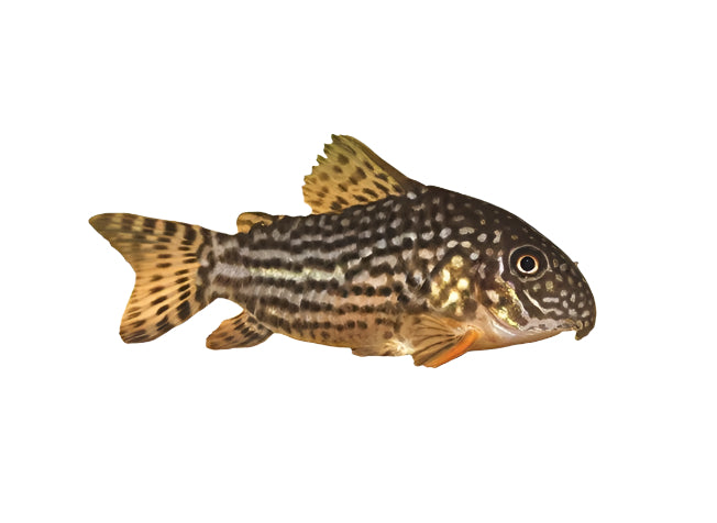 Golden Leopard Sterbai Cory, Pet Essentials Warehouse, Pet City