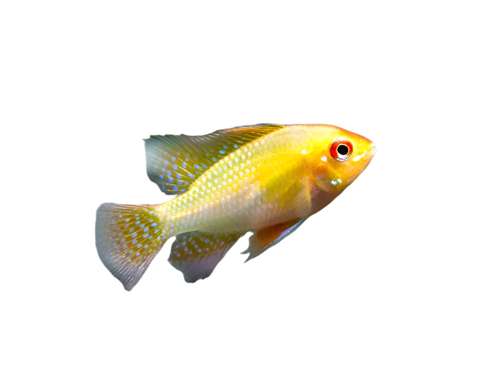 Ram Gold Dwarf Cichlid, Gold Ram, Pet Essentials Warehouse