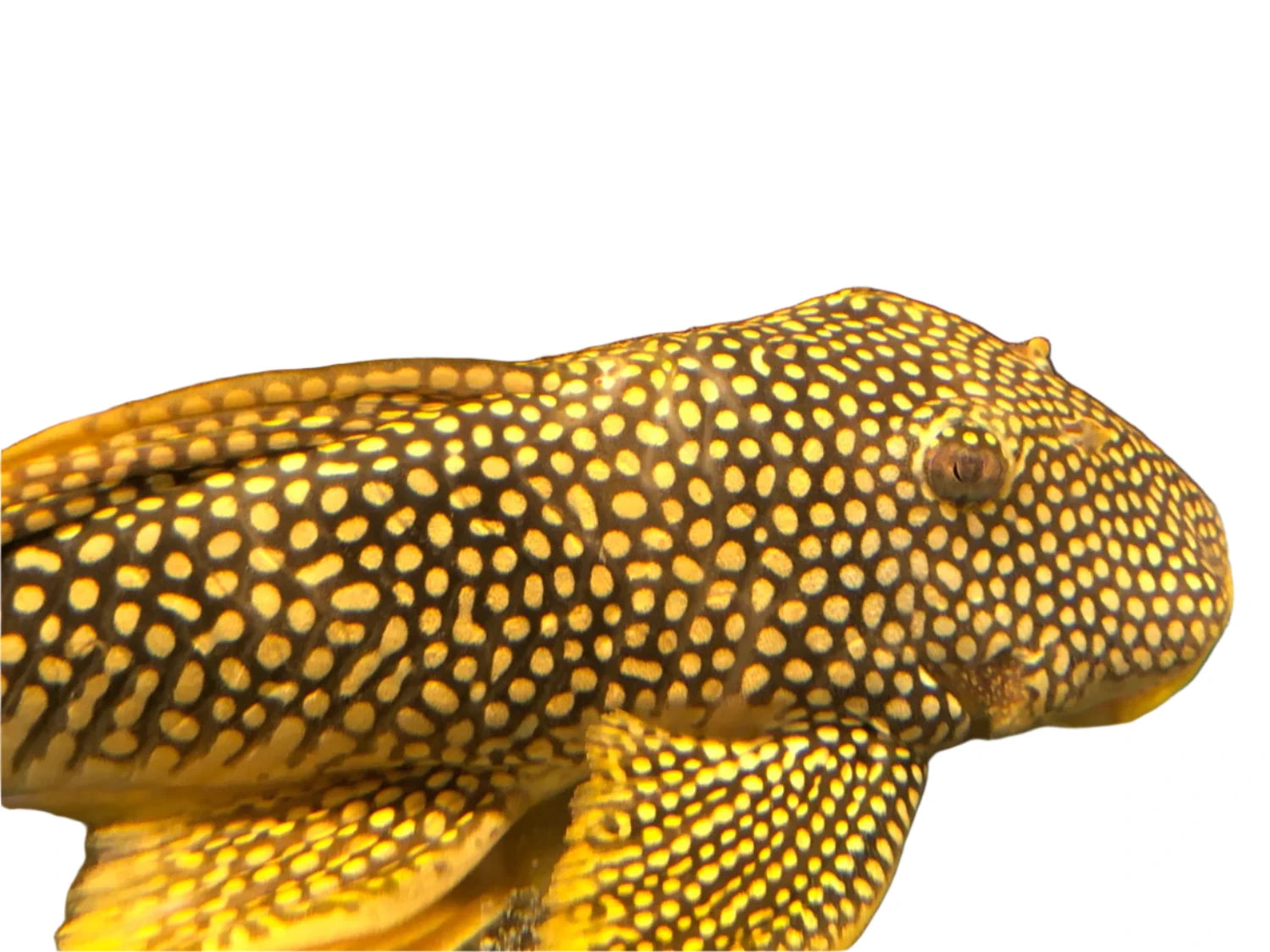 Goldie Sunshine  Pleco L014, Pet Essentials Warehouse