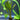 Horemanii Red Sword Live Aquatic Plant, Live Plants,  Live Aquatic Plants,  Pet Essentials Warehouse.