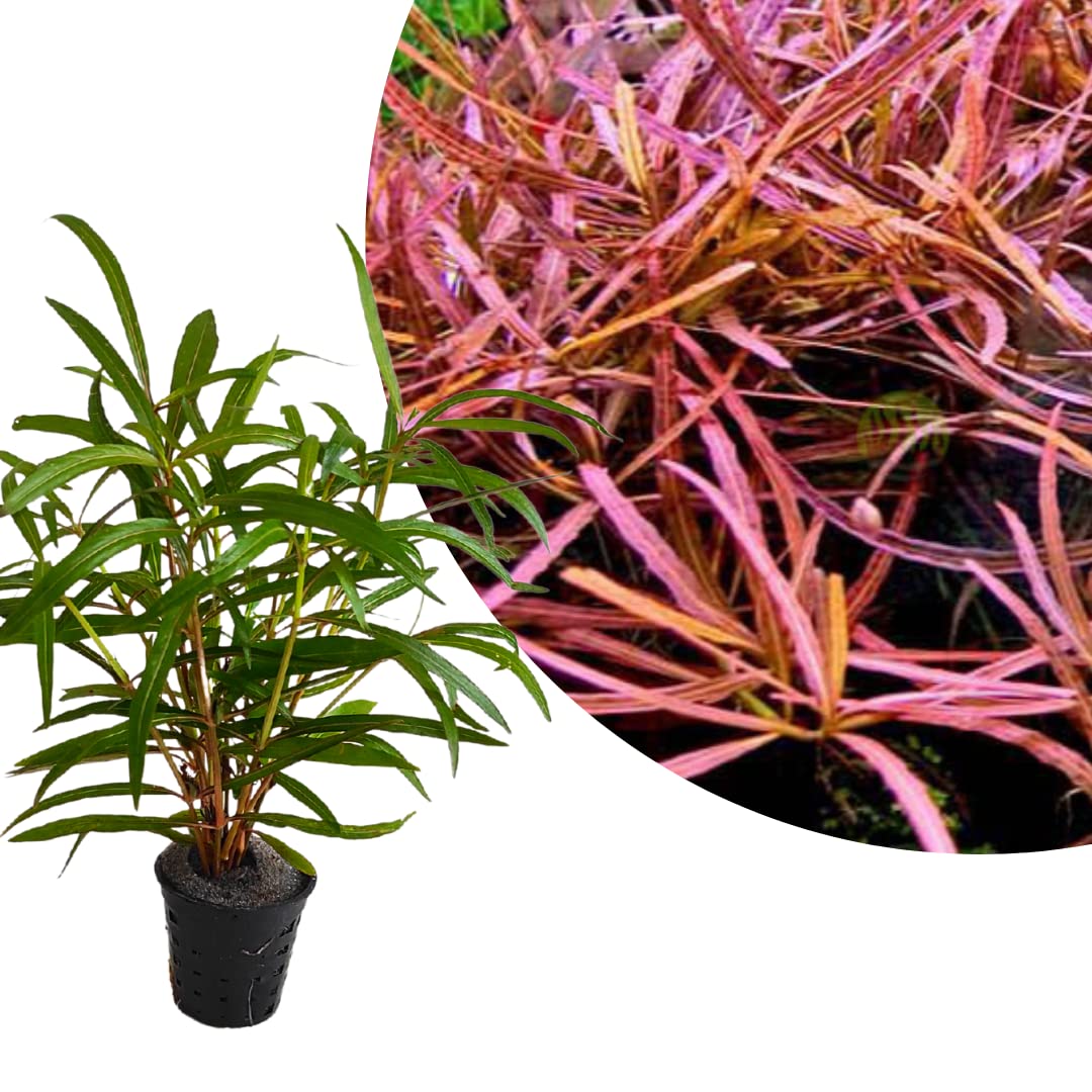 Hygrophila Polysperma Tiger live aquarium plant