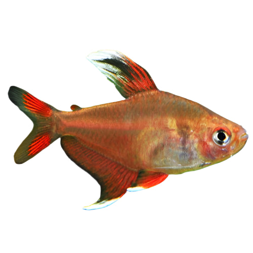 Rosy Tetra, Tropical Fish for sale, pet essentials warehouse