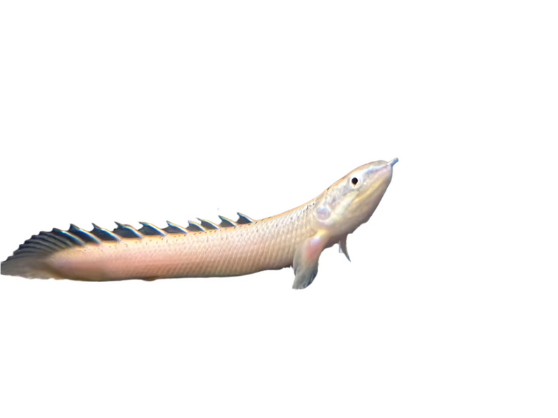 Polypterus senegalus care top