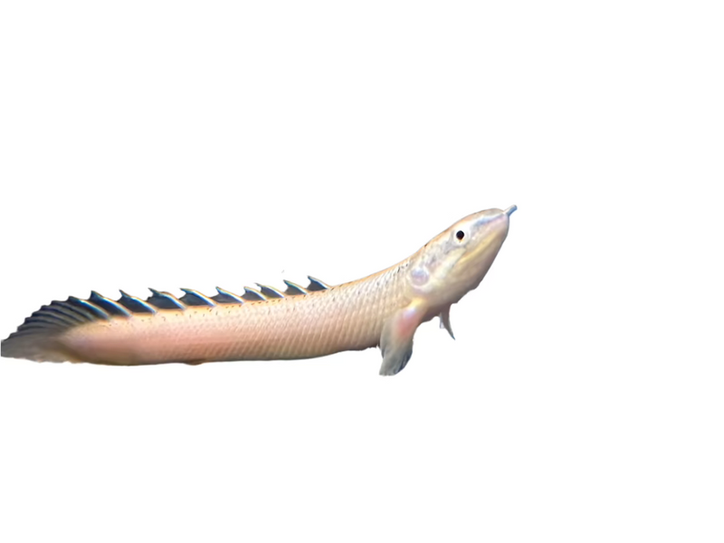 Bichir Polypterus Senegalus Leucistic, Black Sand, Pet Essentials Warehouse, Buy Fish Online