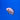 Albino Red Tiger Oscar, Live Fish,  Oscar,  Pet Essentials Warehouse.