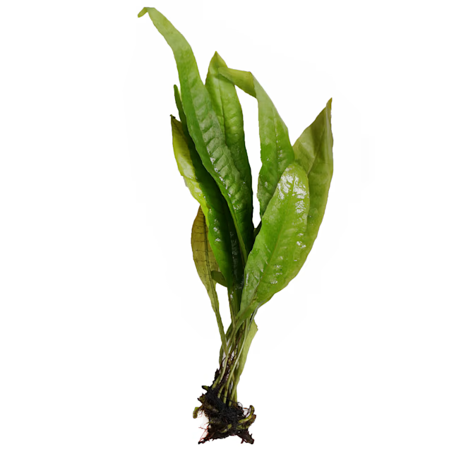 Java Fern Live Aquatic Plant - Freshwater Aquarium Plant
