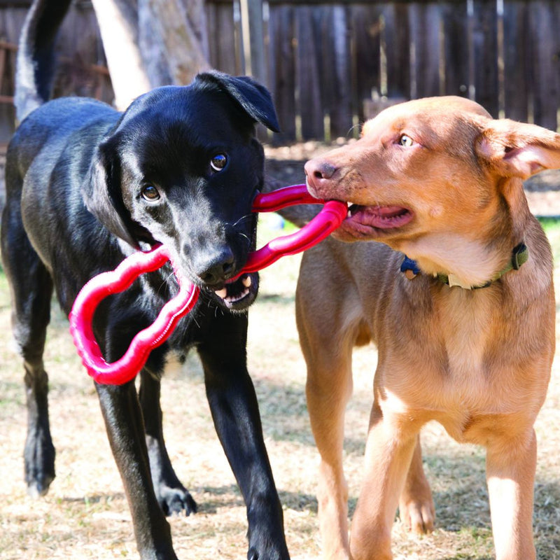two lab dogs playing with Kong Tug Dog Toy, pet essentials warehouse
