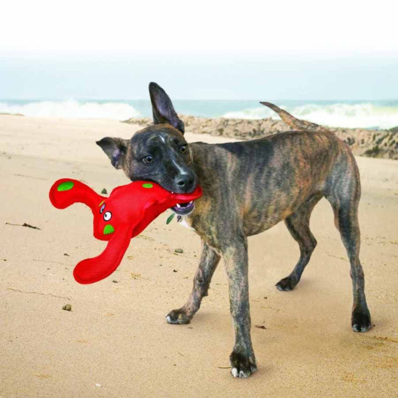 dog playing with Kong Belly Flops Lobster Dog Toy on the beach, pet essentials warehouse