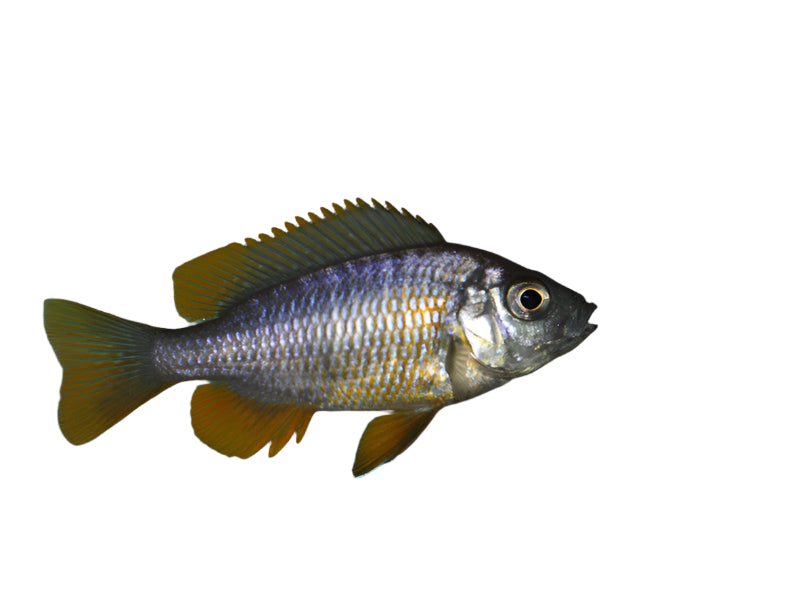 Kadango Hap Cichlid juvenile, Pet Essentials Warehouse, Pet City