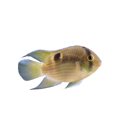 Keyhole Cichlid, South American Cichlid, pet essentials warehouse, pet city