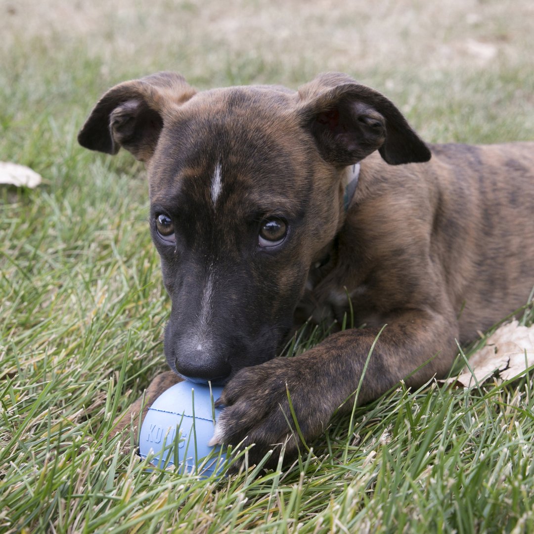Kong Puppy Ball Dog Toys, Toys for dogs, pet Essentials Warehouse