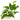 Anubias Nana Live Plant For Sale, Pet Essentials Warehouse