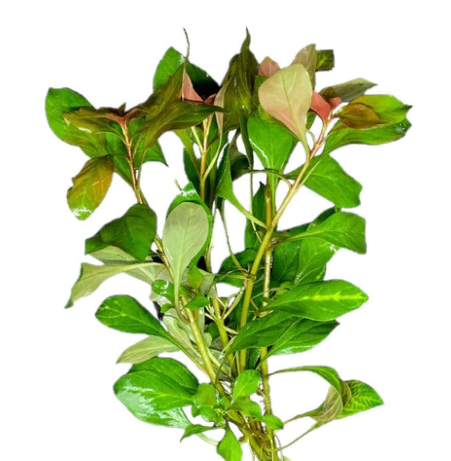 2 Aquarium Fish Tank Plastic Plants Decoration Ornament 12 Tall Plant