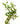 Ludwigia Arcuata Aquatic Plant, Live Plants,  Live Aquatic Plants,  Pet Essentials Warehouse.