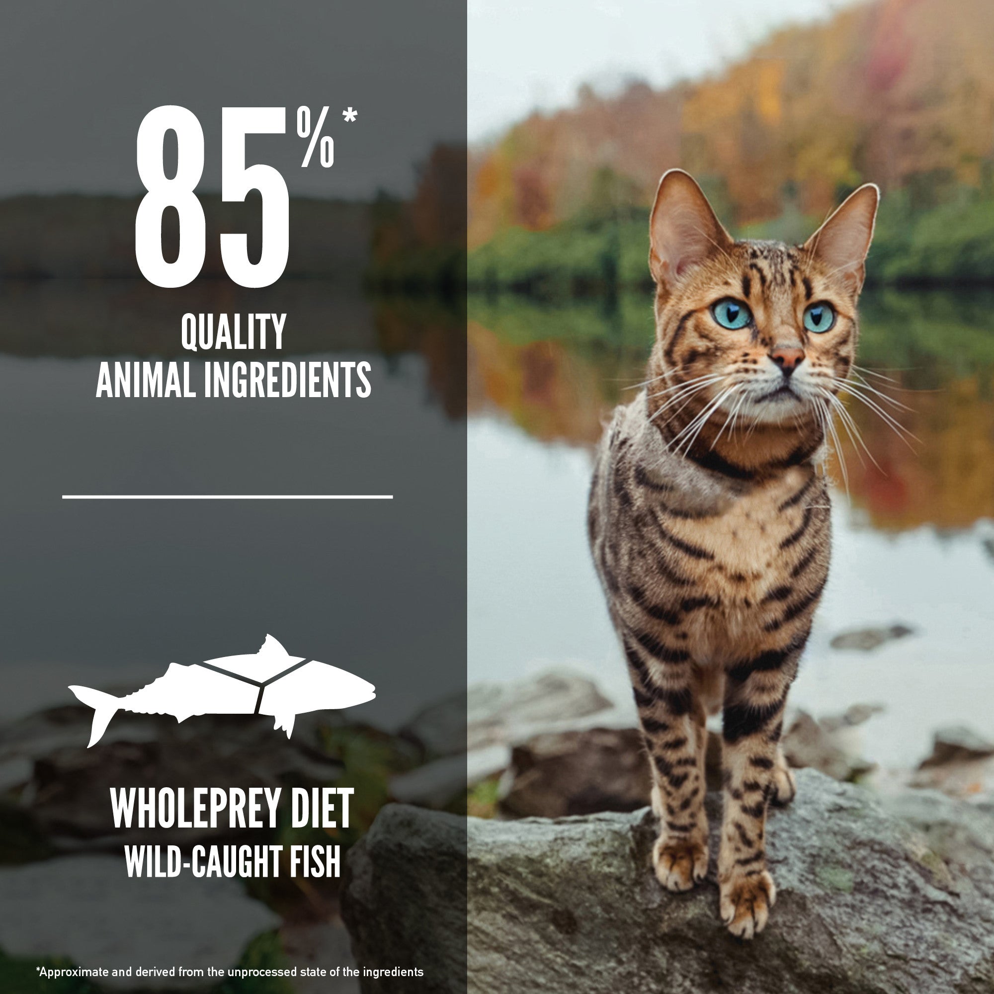 Orijen Six Fish Cat Food, Cat food Poster, Pet Essentials Warehouse