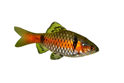 Odessa Red Striped Barb, Pet Essentials Warehouse