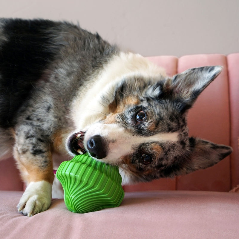 dog chewing on Kong Squeezz Orbitz Spin Top Squeaker green on pink couch, dog on pink couch, pet essentials warehouse