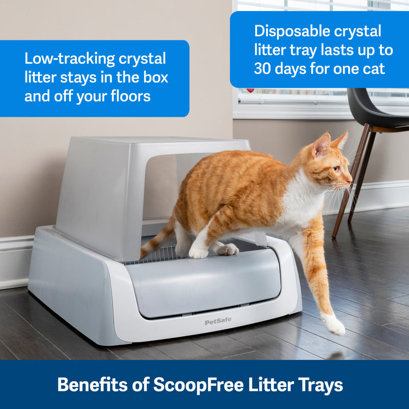 Petsafe ScoopFree Disposable Crystal Litter tray, ginger cat using automatic cat litter tray